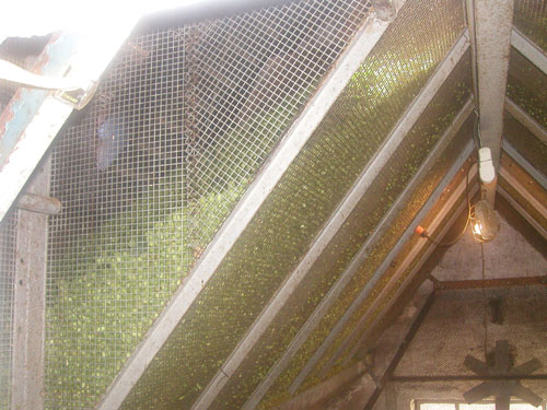 hopdrying2.jpg